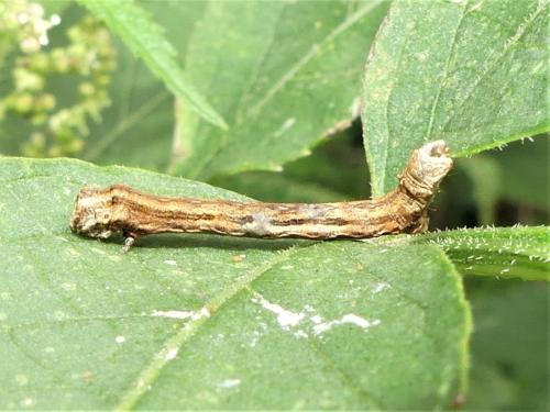 Ectropis crepuscularia